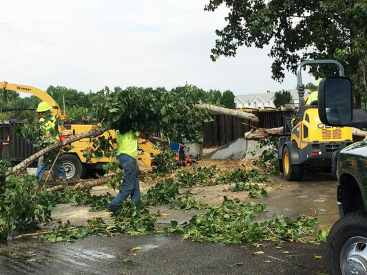 tree removal near star