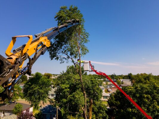 tree risk assessment in boise