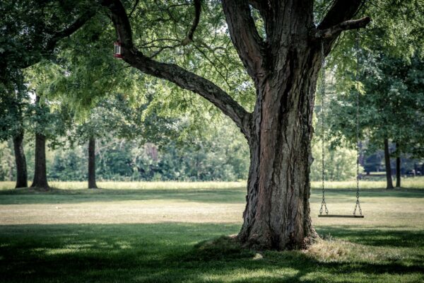 tree pruning