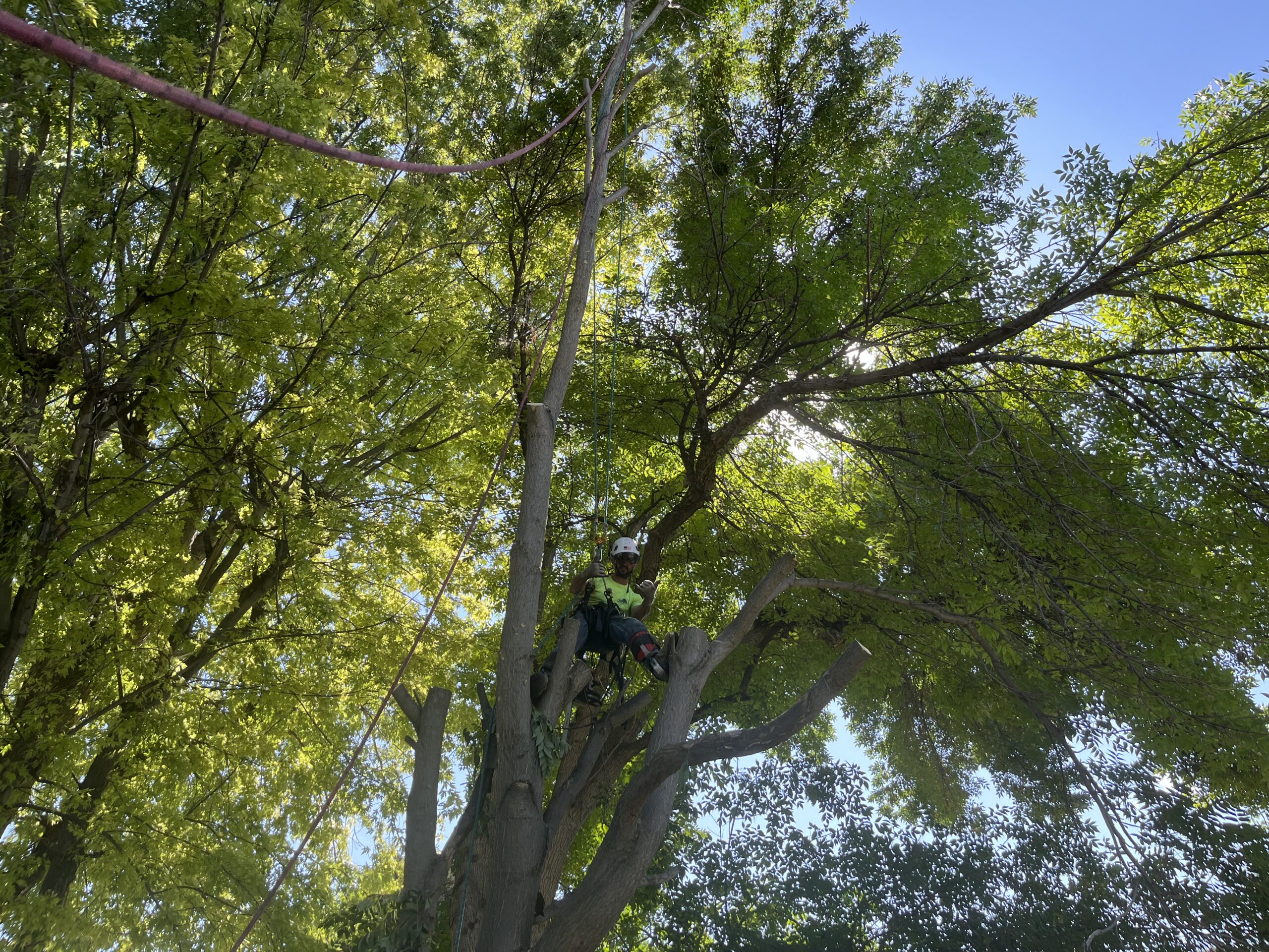 Professional tree trimming in Caldwell, Idaho by Parker Tree Service