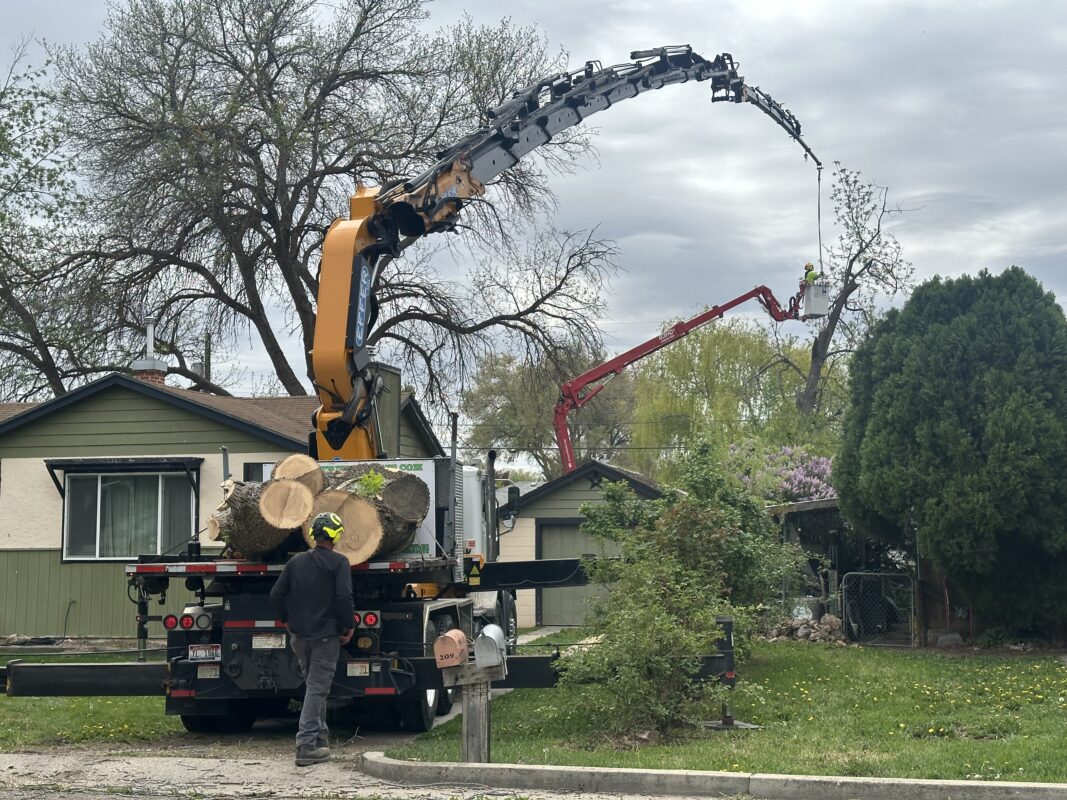 commercial tree services Idaho crew maintaining trees on business property