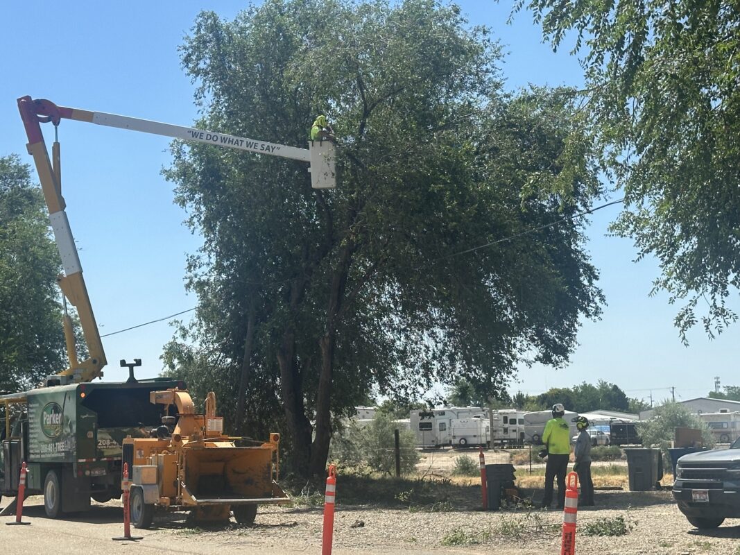 arborist performing plant health care inspection on trees in Caldwell Idaho