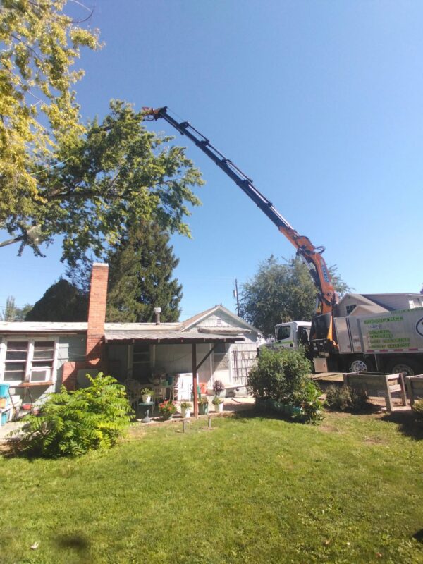 Tree Removal Boise