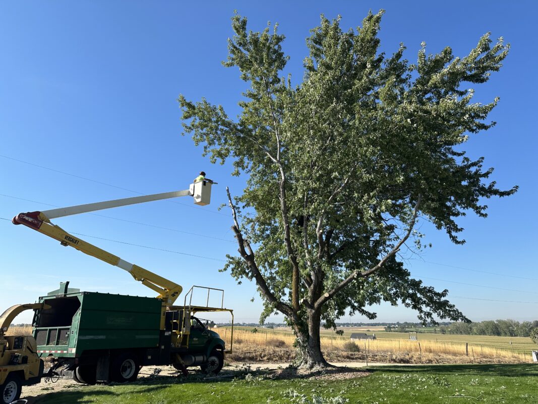 tree service crew trimming large tree in Nampa Idaho