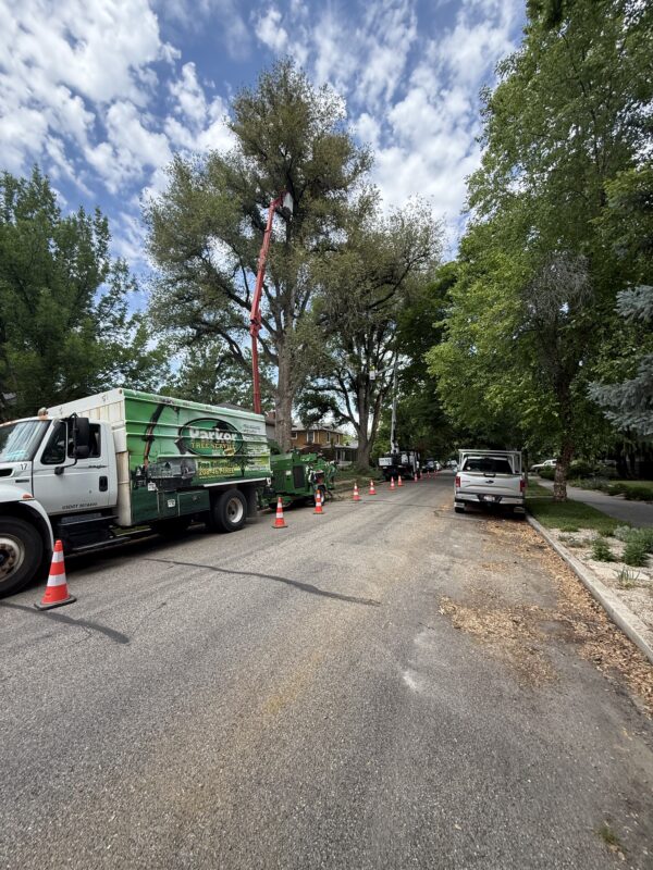 tree removal Boise Idaho crew removing large hazardous tree near home