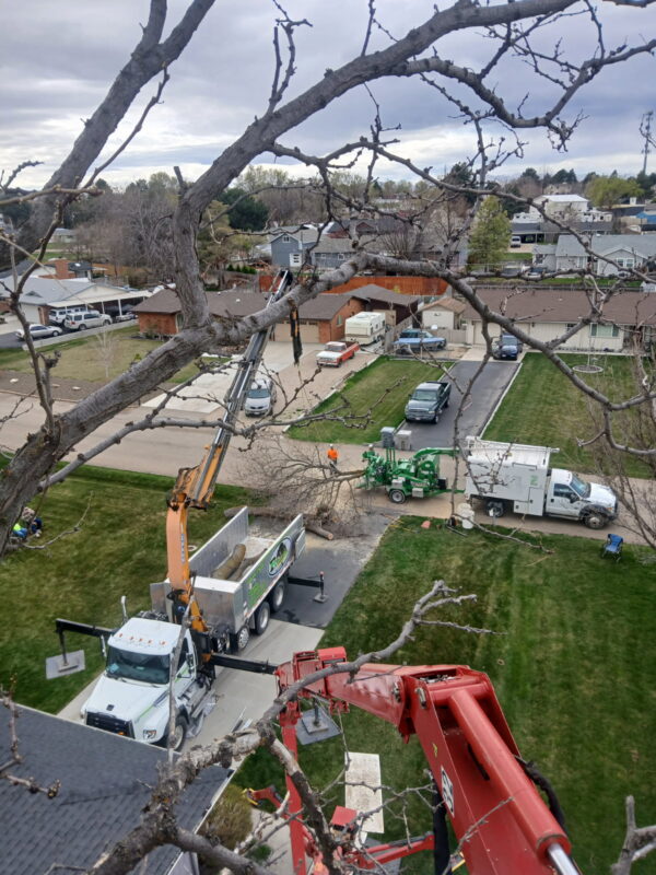 certified arborist performing tree pruning in Star Idaho
