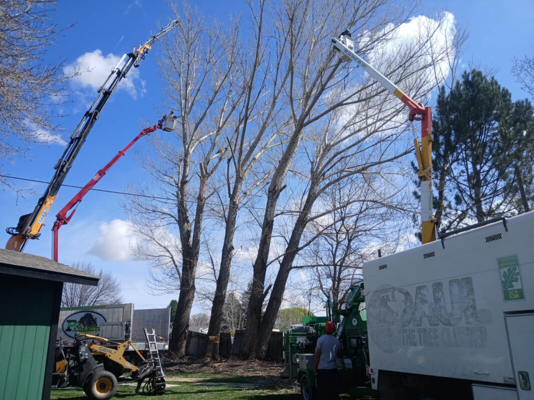 professional arborist performing tree care services in Star Idaho