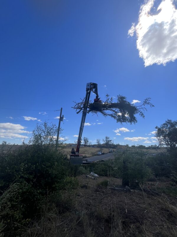 professional crew performing tree removal in Boise Idaho near residential home