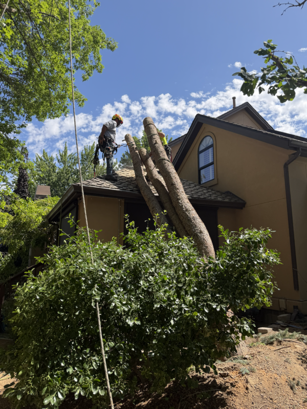 Emergency Tree Removal Eagle crew removing a large tree from the roof of a home after storm damage.
