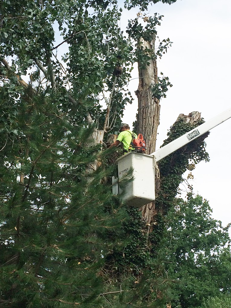 Parker Tree Service arborist trimming a tree from a bucket lift