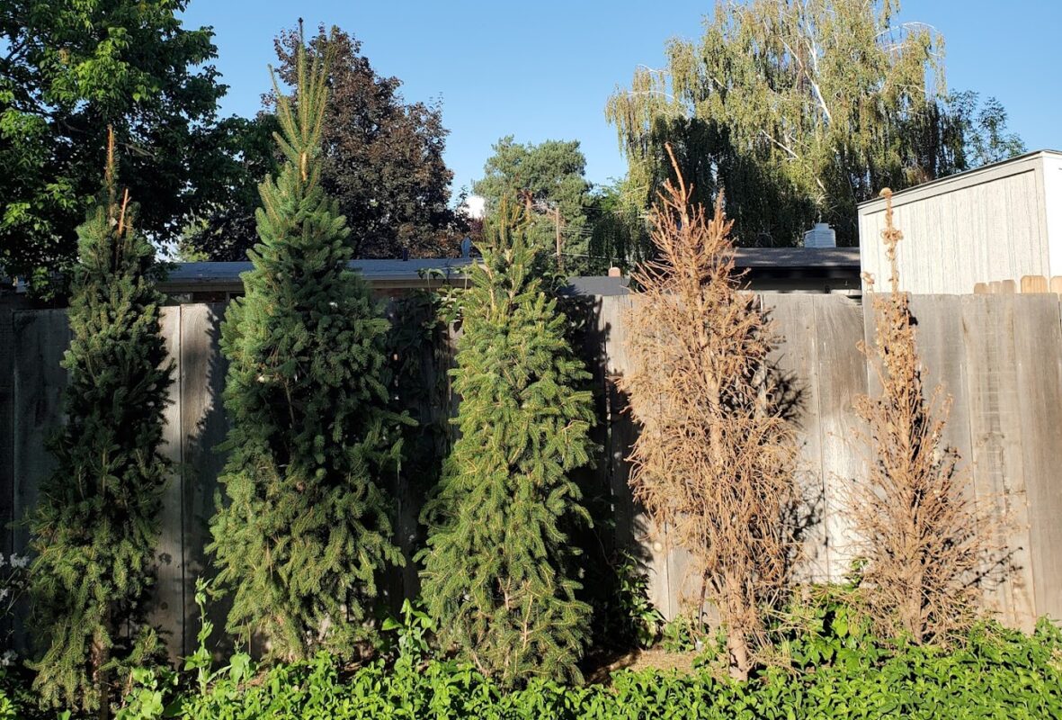 Healthy and declining conifers being evaluated for tree health