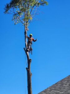 Parker Tree Service arborist performing precision tree pruning