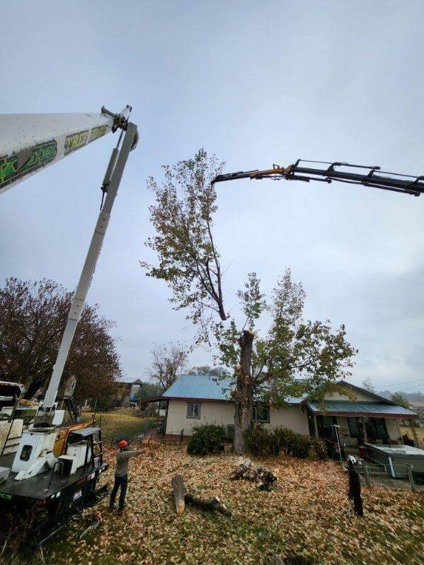 Parker Tree Service crew trimming a tall tree near a home