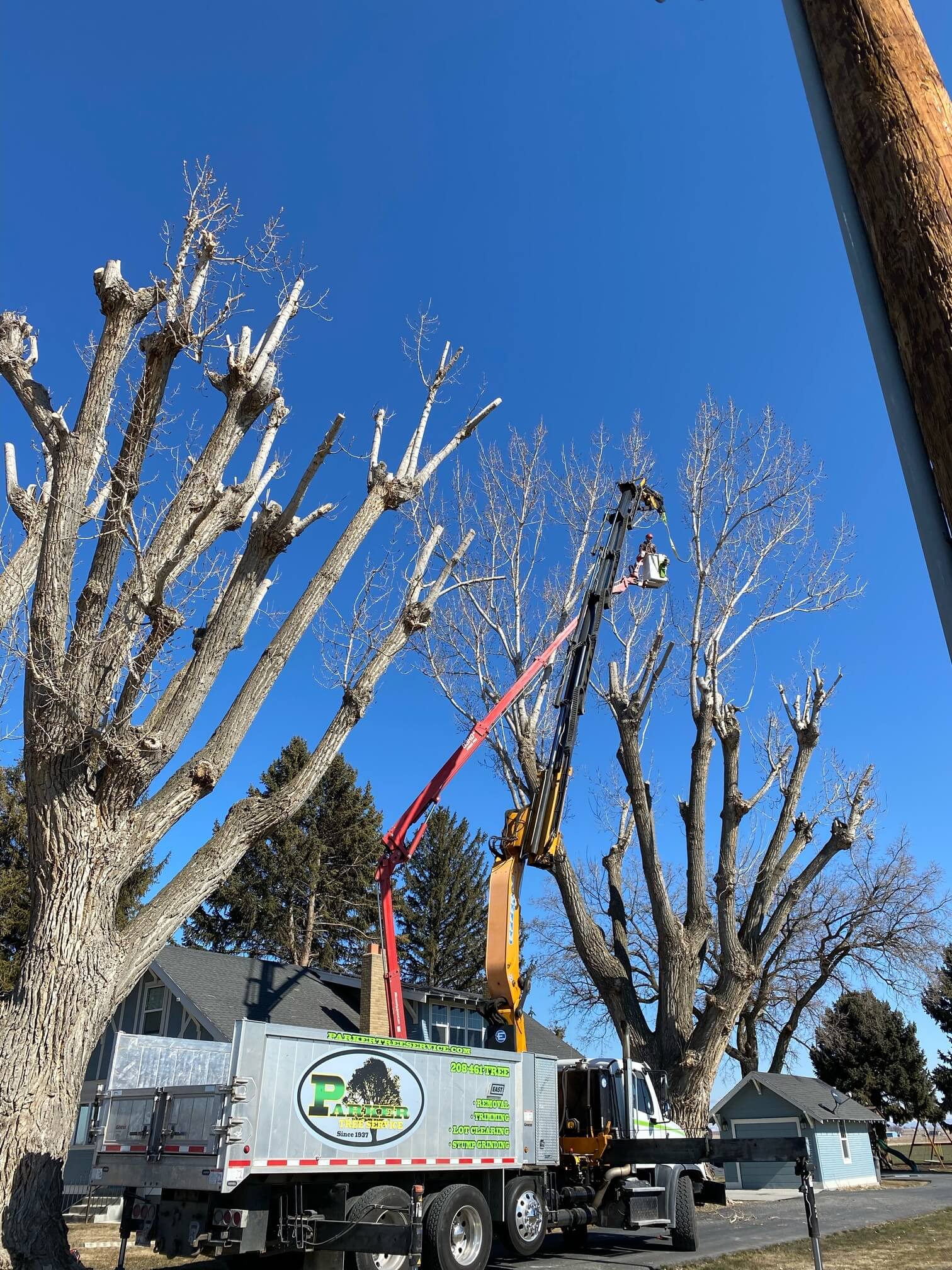Parker Tree Service crew trimming a mature tree canopy from a lift
