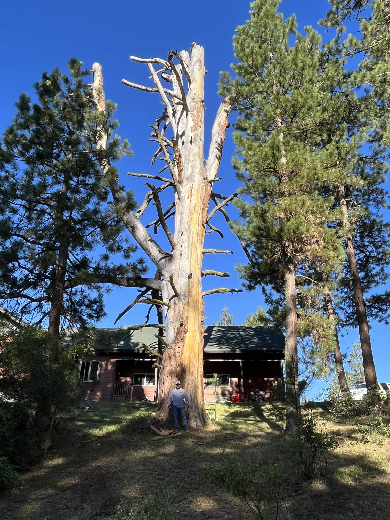 Large declining tree being evaluated near a home