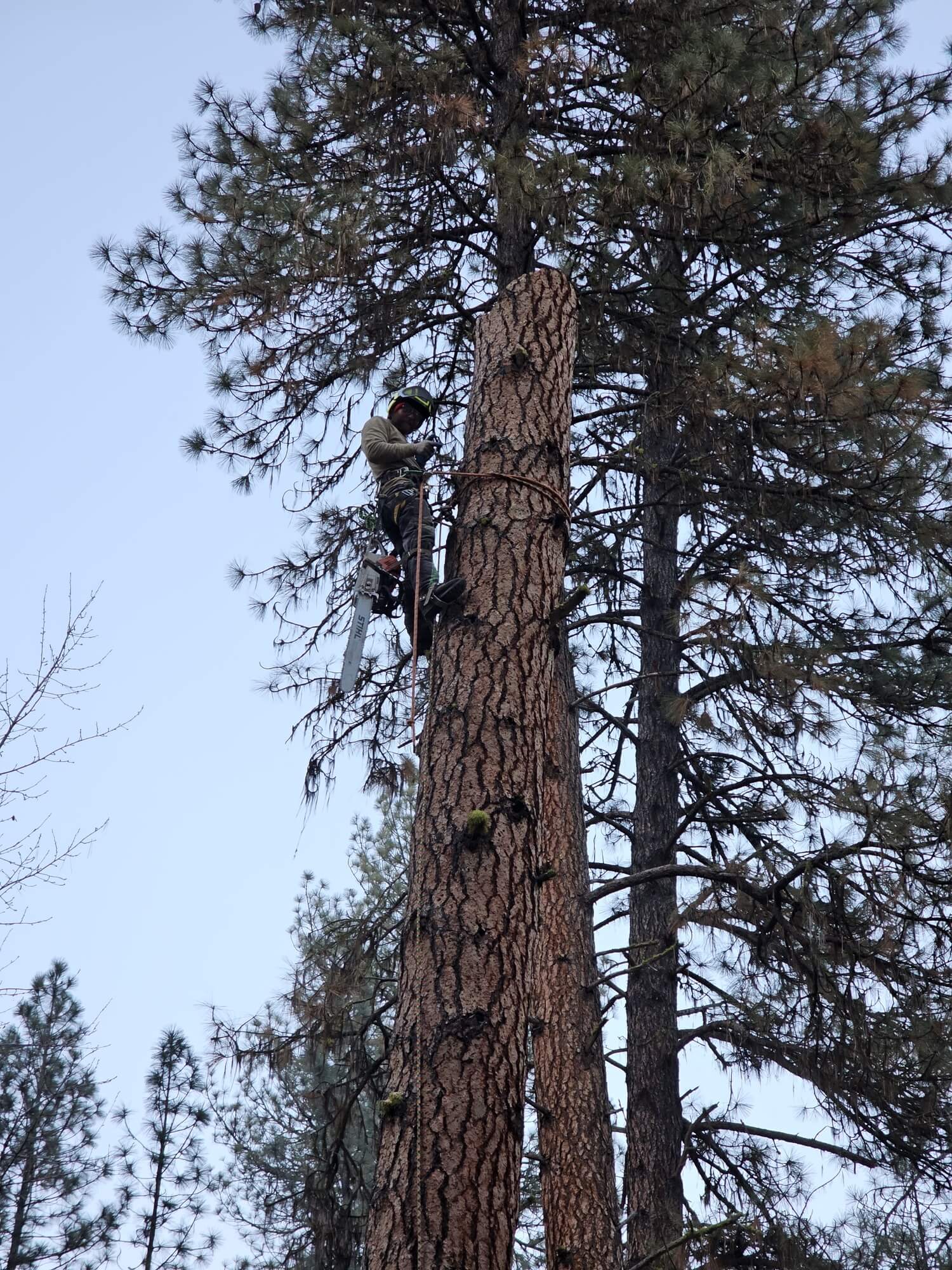 Arborist inspecting a tall pine tree before service